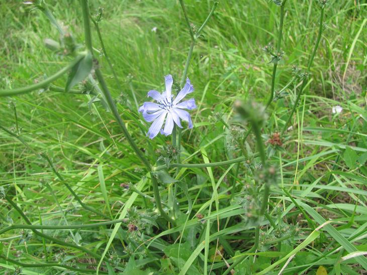 Cichorium intybus